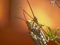 Locusts [ 4 images ]
